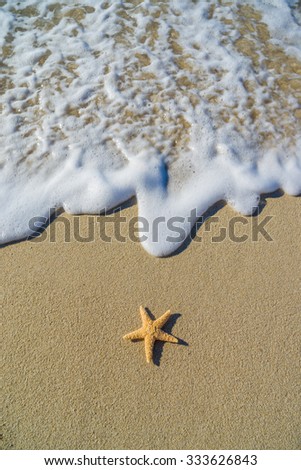Starfish on the beach in the summertime