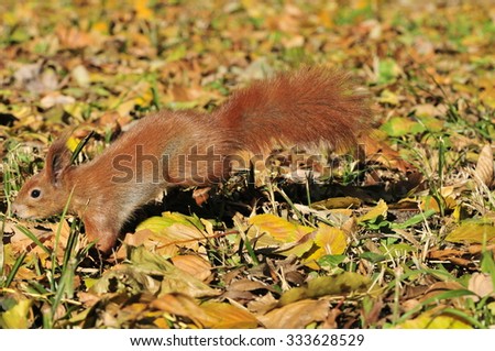 Squirrel gnaws walnut. Squirrel - a rodent of the squirrel family. Ukraine.