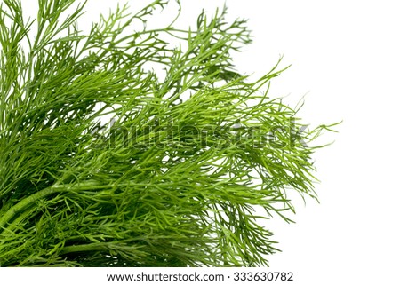 green dill on a white background