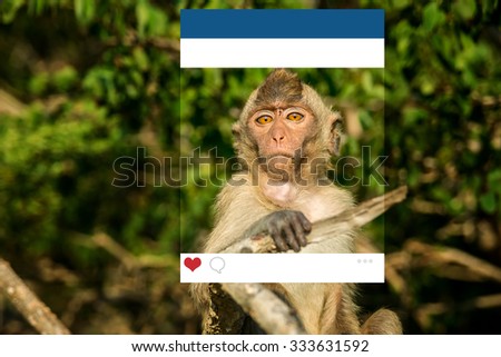 Picture for social network. Monkey in the wild