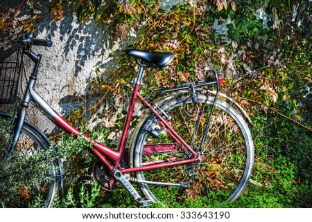 bicycle against a wall with ivy leaves