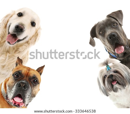 Dogs isolated on white Royalty-Free Stock Photo #333646538