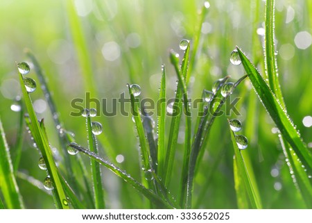 Fresh green grass with dew drops closeup. Nature Background Royalty-Free Stock Photo #333652025