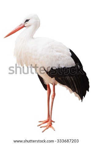 Stork isolated on white Royalty-Free Stock Photo #333687203