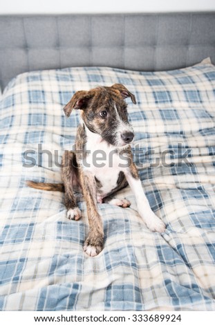 Young Brindle Terrier Mix Puppy Laying on Blue Plaid Plush Blanket