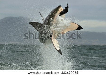 Great White Shark (Carcharodon carcharias) breaching in an attack. Hunting of a Great White Shark (Carcharodon carcharias). South Africa  Royalty-Free Stock Photo #333690065