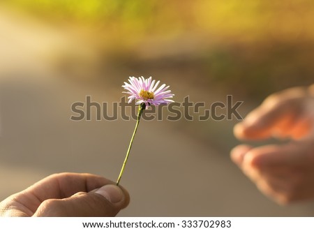 Hand gives a wild flower with love. romance Royalty-Free Stock Photo #333702983