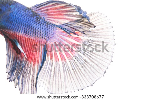 Texture of tail siamese fighting fish on over white background