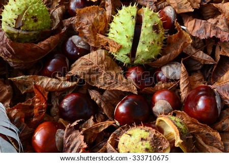 Chestnuts in leaves on the ground