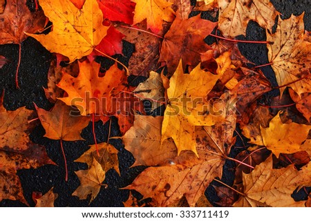 Leaf autumn