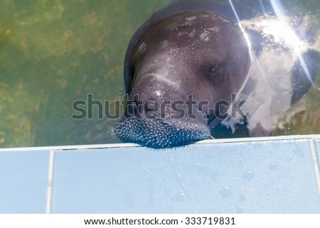 The Amazonian manatee (Trichechus inunguis) in Amazon Manatee Rescue Center near Iquitos, Peru