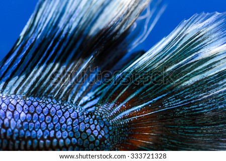 blurred fighting fish - colorful Siamese aggressive tropical water aquarium