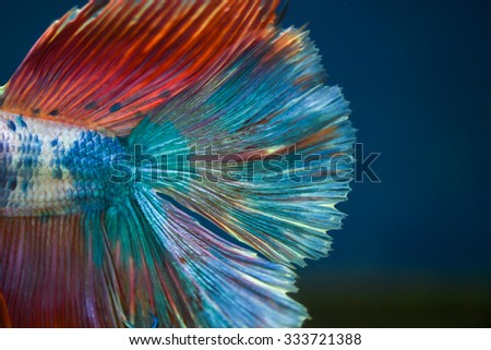 blurred fighting fish - colorful Siamese aggressive tropical water aquarium