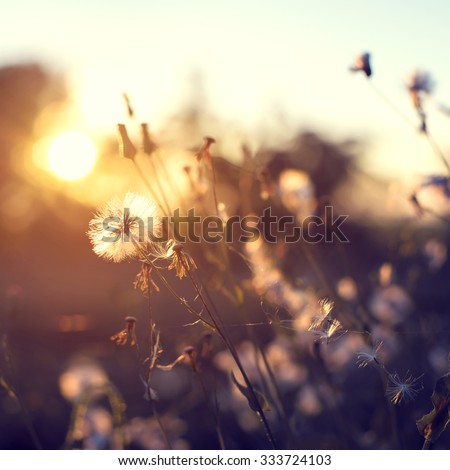 evening autumn nature background, beautiful meadow dandelion flowers in field on orange sunset. vintage filter effect, selective focus point, shallow depth of field