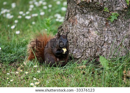 Beautiful Black Squirrel