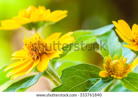 Close up of melampodium divaricatum, butter daisy or little yellow star, flower