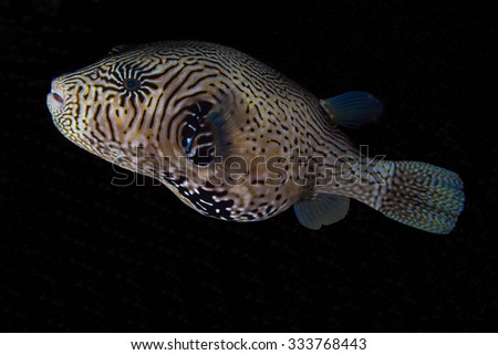 Map pufferfish Arothron mappa is swimming above the reef. Underwater photo.