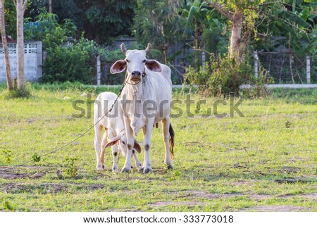 Thai mother cow with young calf resting in a field