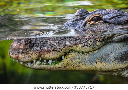 Big Brown and Yellow Amphibian Prehistoric Crocodile Royalty-Free Stock Photo #333773717