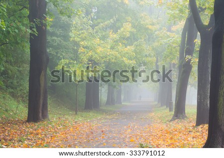 Alley in the autumn park in fog, during rainy day