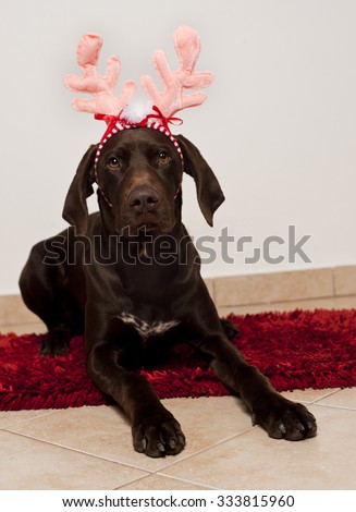 shorthaired pointer, brown pointer,pointer with antlers, pink antlers, pointer on red carpet, brown dog, big pointer, funny dog photo