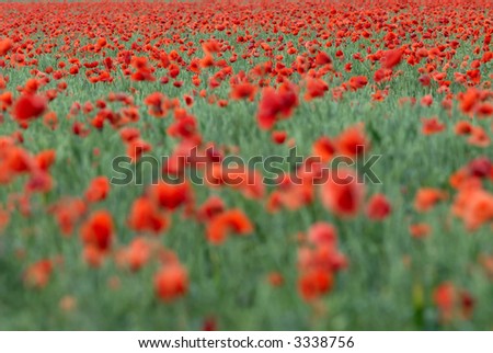 Picture if a spring flowers in a field