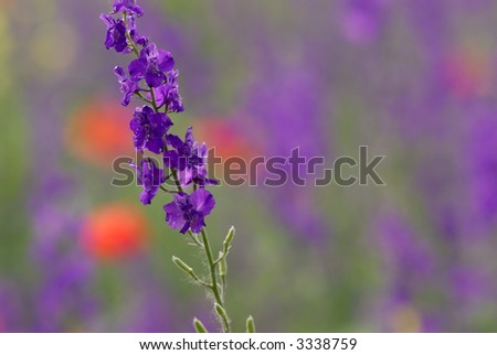 Picture if a spring flower in a field