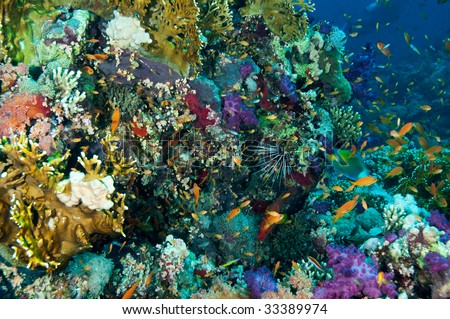 Fish on a tropical Reef