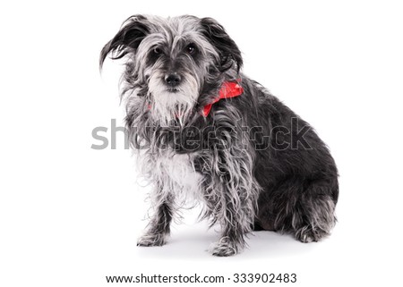 Animal adoption concept. Old animal concept. Rescue dog concept. Cute Irish terrier dog with a red ribbon, isolated on white background.

