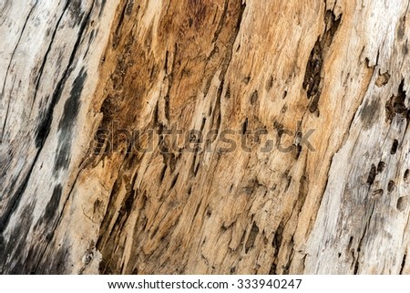 texture of bark wood molder