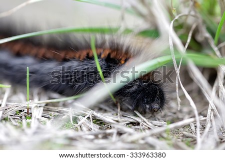 Black-orange pilose shaggy caterpillar larva of butterfly wriggle on dry grass on natural background outdoor closeup, horizontal picture