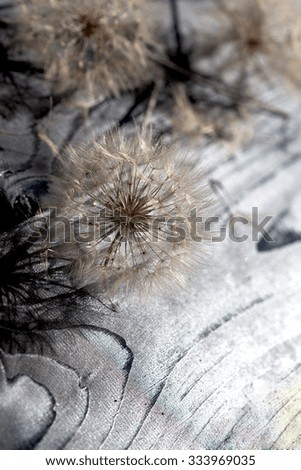 Beautiful dandelion seeds on rustic wooden background