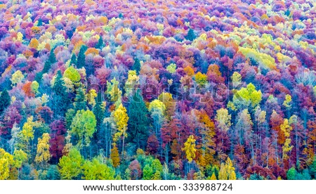 Autumn in the forest. Bright colorful autumn trees in the forest