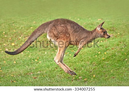 Eastern grey kangaroo (Macropus giganteus) jumping in grass in its habitat