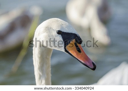 Beautiful swan head close up