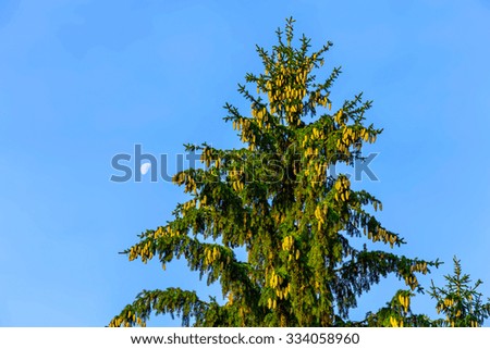 Top of Fir Tree with Cones Against Sky Background