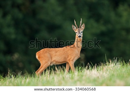roe deer, capreolus capreolus