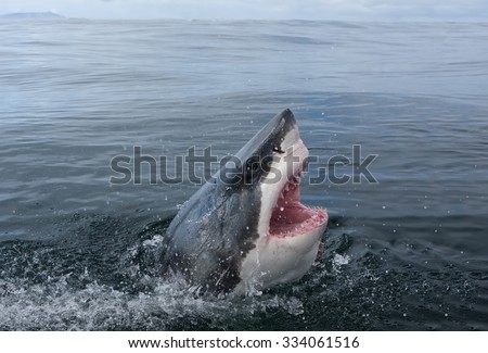 Great white shark, Carcharodon carcharias Royalty-Free Stock Photo #334061516