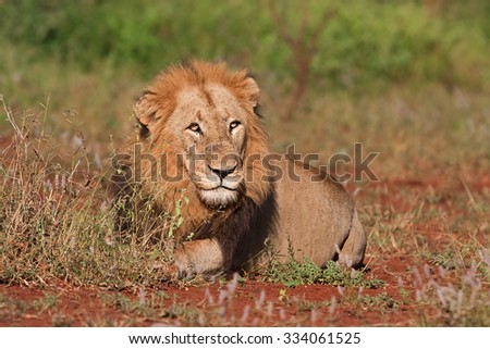 lion, Panthera leo