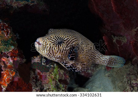 Map pufferfish Arothron mappa is swimming above the reef. Underwater photo.
