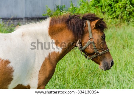 Paint Horse in Pasture