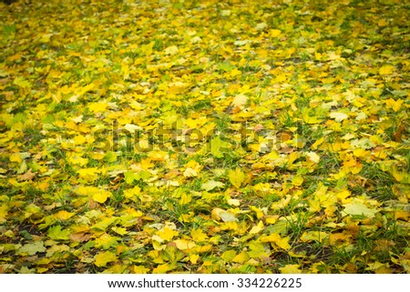 Golden autumn leave on the flowers background