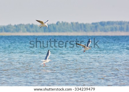 Seagulls fly over lake