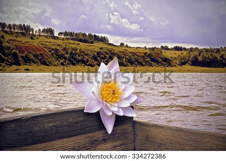 Water Lily on a wooden boat