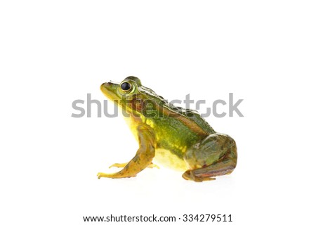 Frog isolated on a white background 