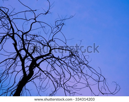 dry branches silhouette at blue sky background