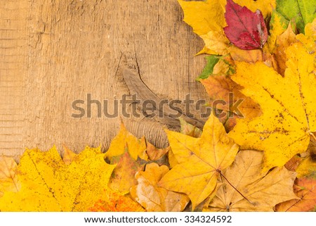 Red and yellow wet autumn leaves on the background a dark old wood