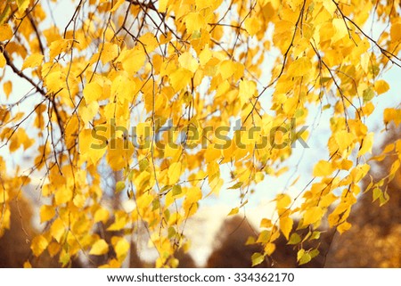 Autumn yellow birch. Autumn park
