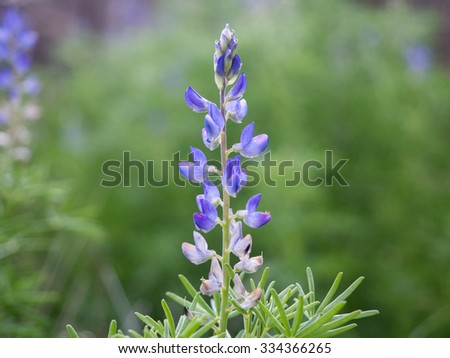 Lupin flower