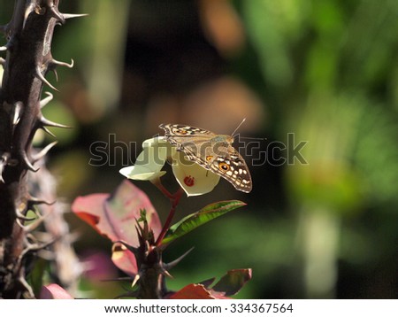 Butterfly on white Crown of thorns flower in garden